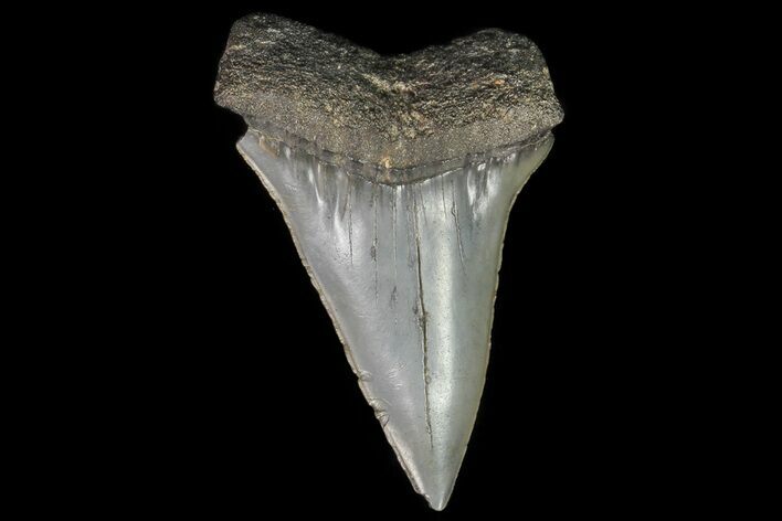 Fossil Mako Shark Tooth - Georgia #75018